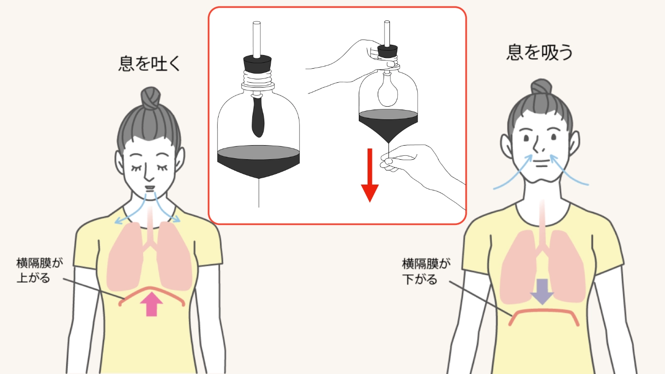横隔膜の働き　理科の実験
